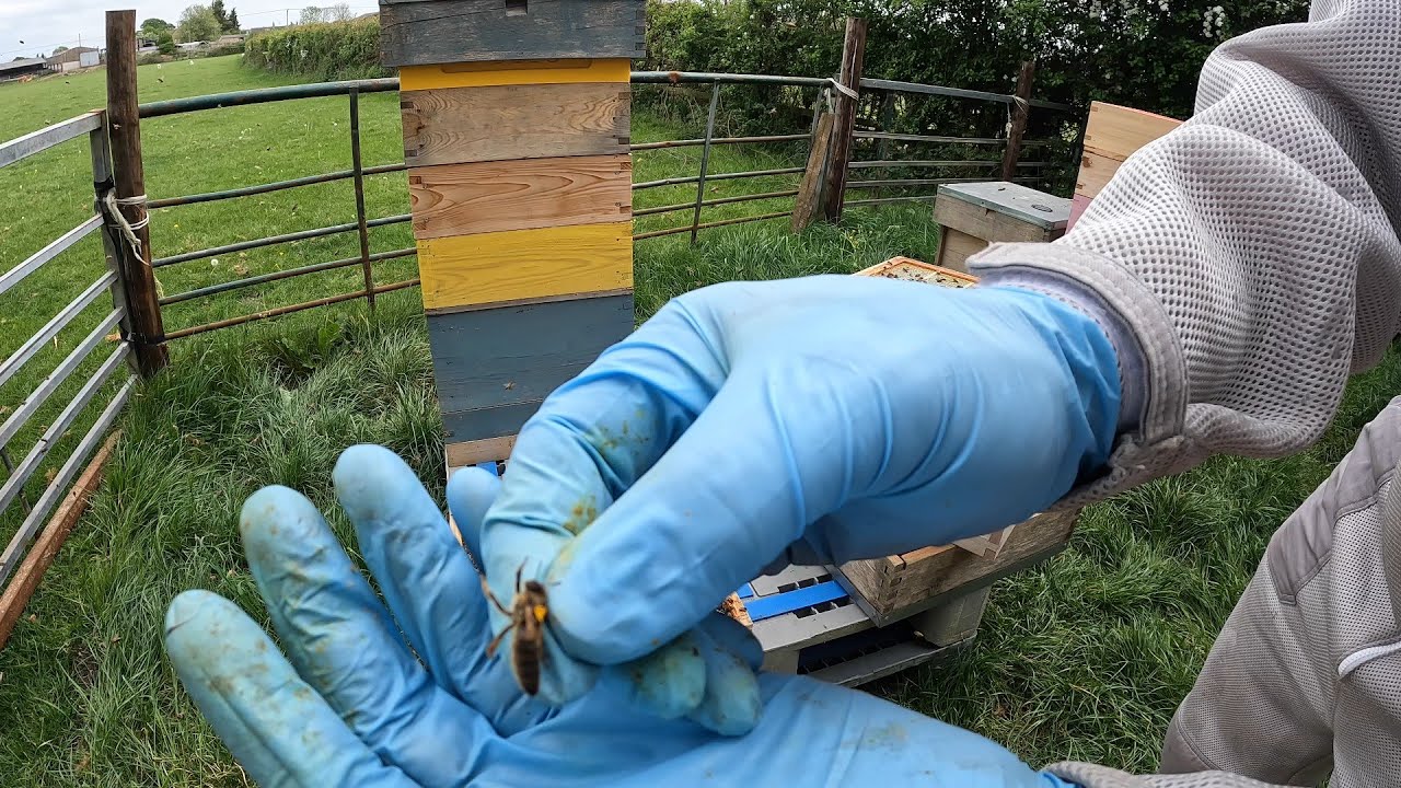 Captivating Honey Bee Swarm Rescue
