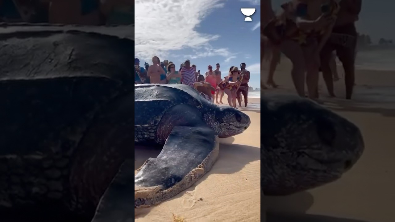 VIRAL VIDEO FROM INDIAN OCEAN? #shorts #viral #trending