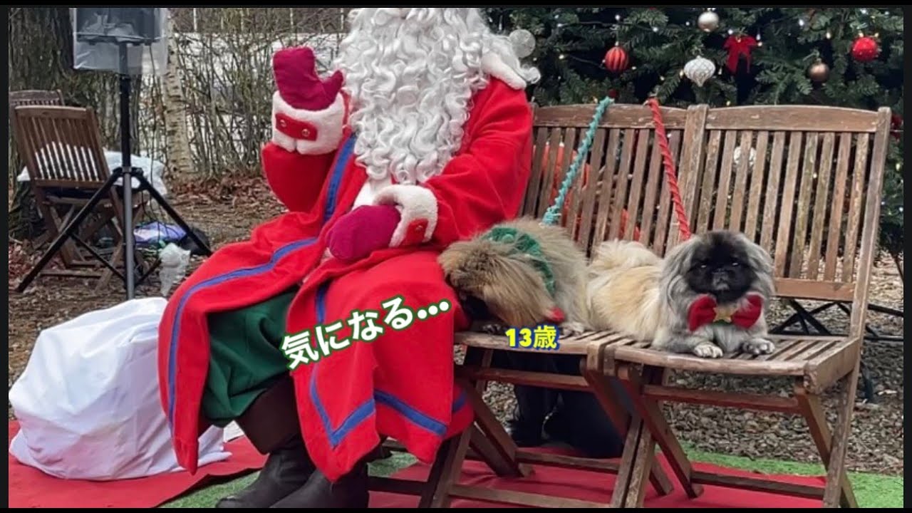 サンタの匂いが気になって仕方ない13歳ペキニーズ【ドッグパークフォレストヒルズ那須】【ワンだふるHAPPYクリスマスフェスタ】