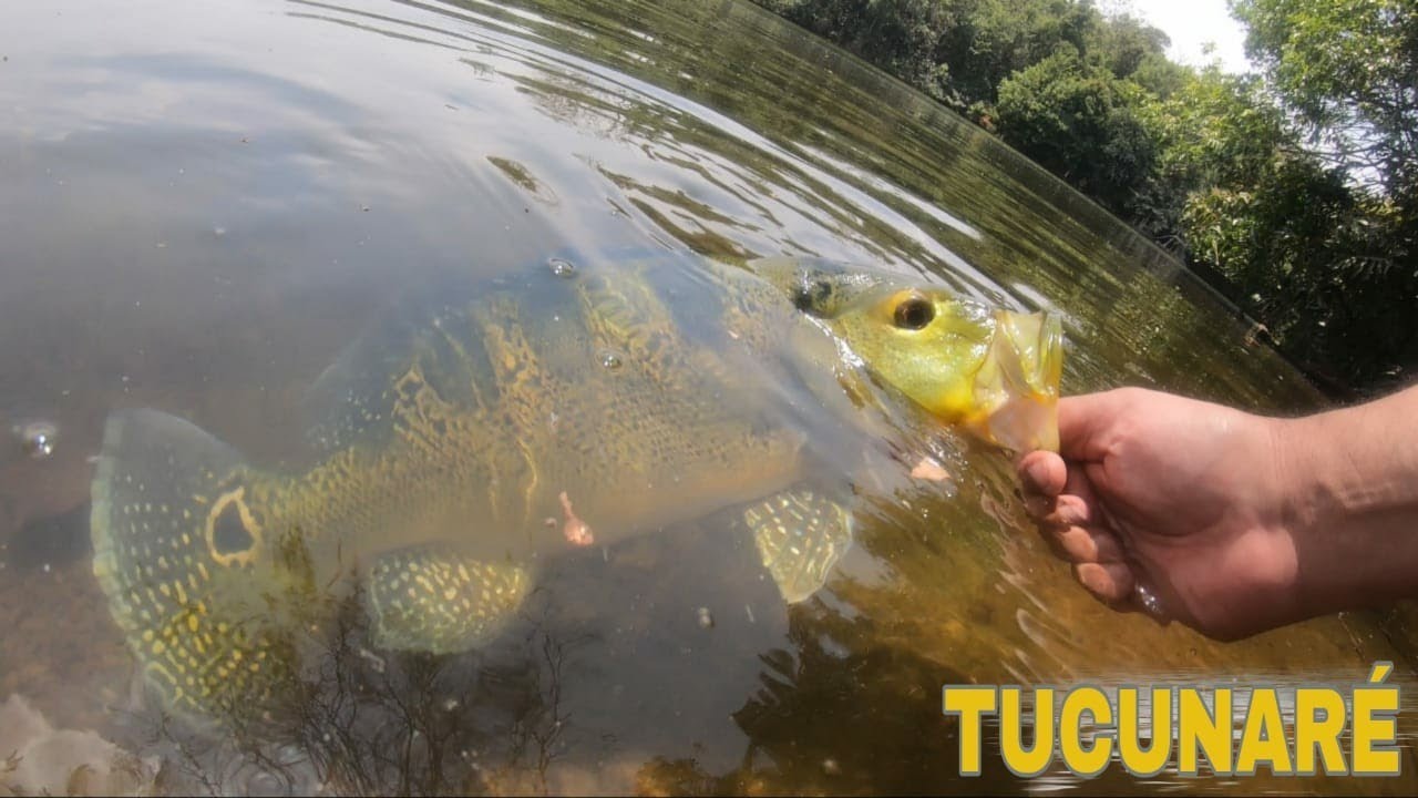 PESCARIA COM AMIGOS, ASSAMOS UM TAMBAQUI NA BRASA