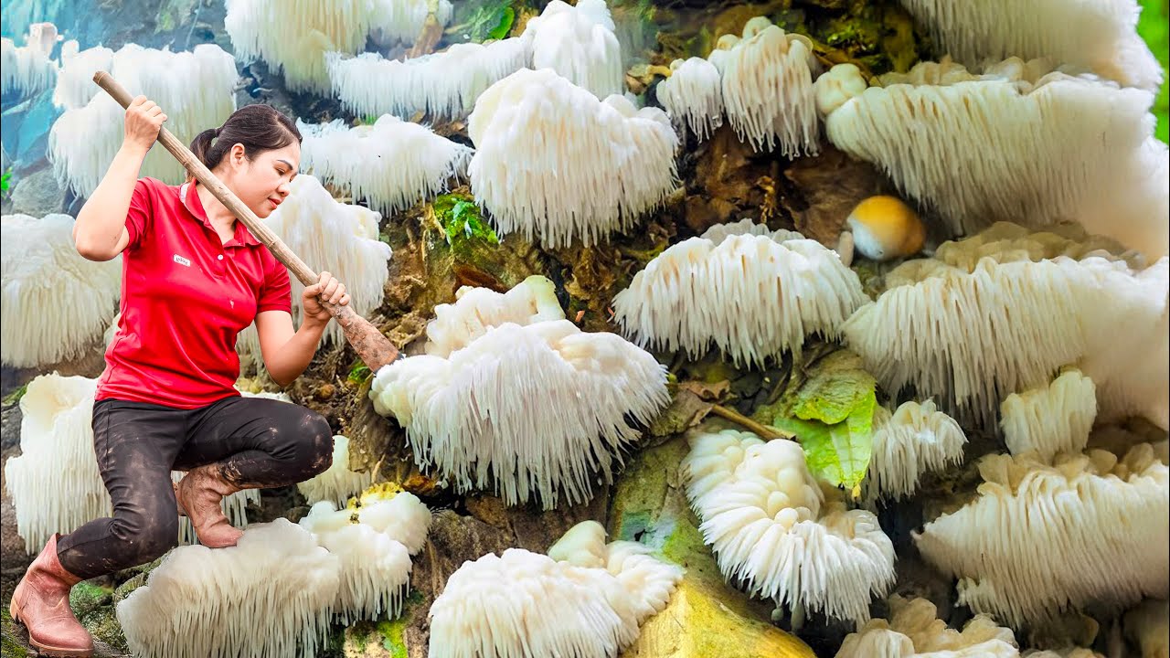 Harvesting Giant Lion&rsquo;s Mane Mushroom in the Forest & Go to Market Sell | Countryside Life