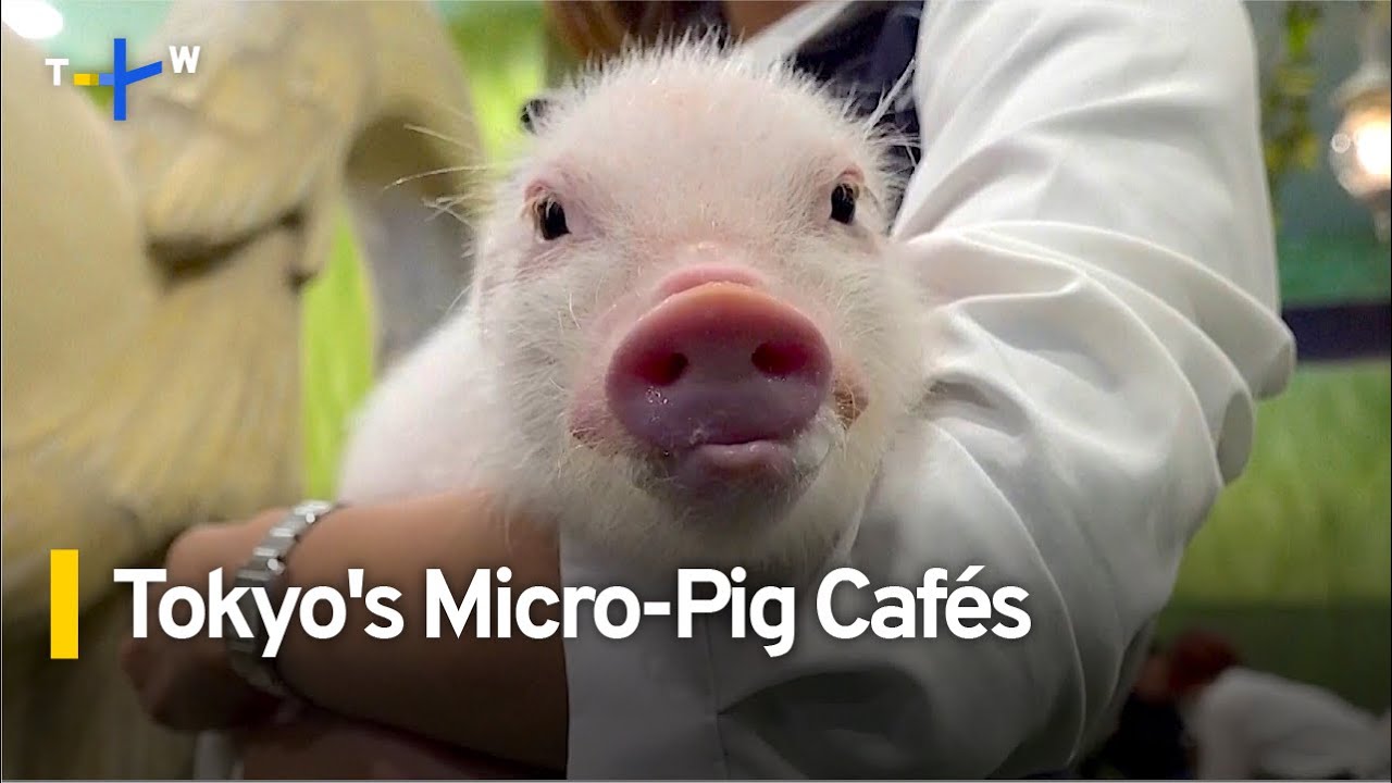 Micro-Pig Caf&eacute;s Getting More Popular in Tokyo | TaiwanPlus News