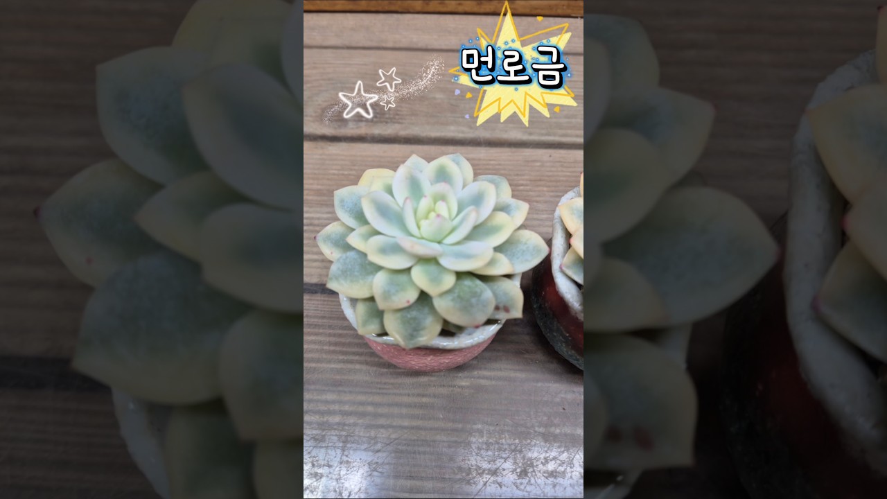 260116.먼로금 
