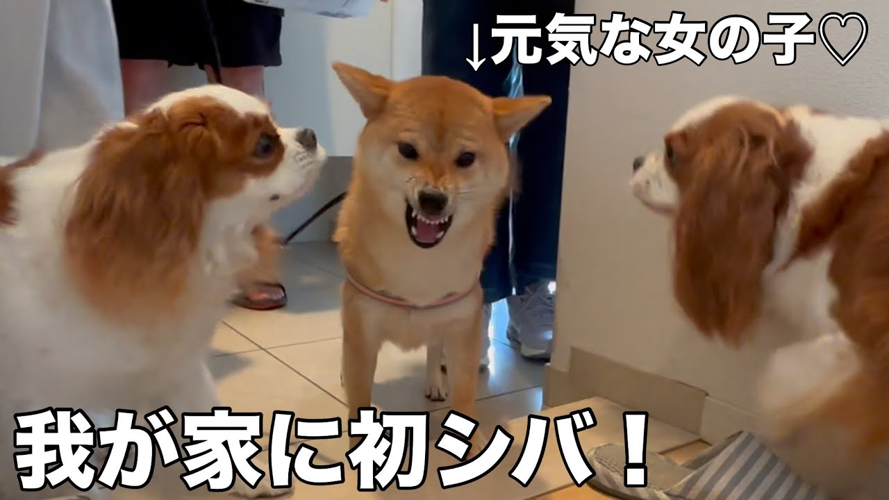 キャバリアしかいない我が家に初の柴犬が！果たしてどうなるww