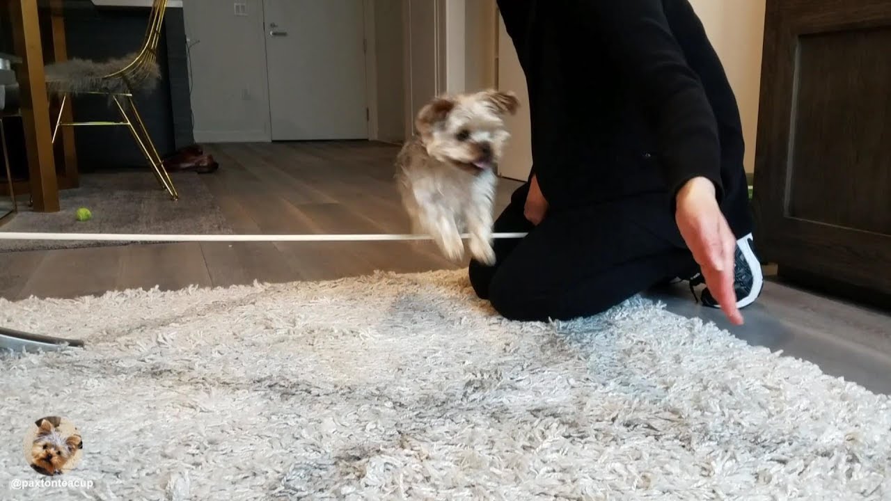 Teaching A Teacup Yorkie New Dog Tricks -- How To Jump