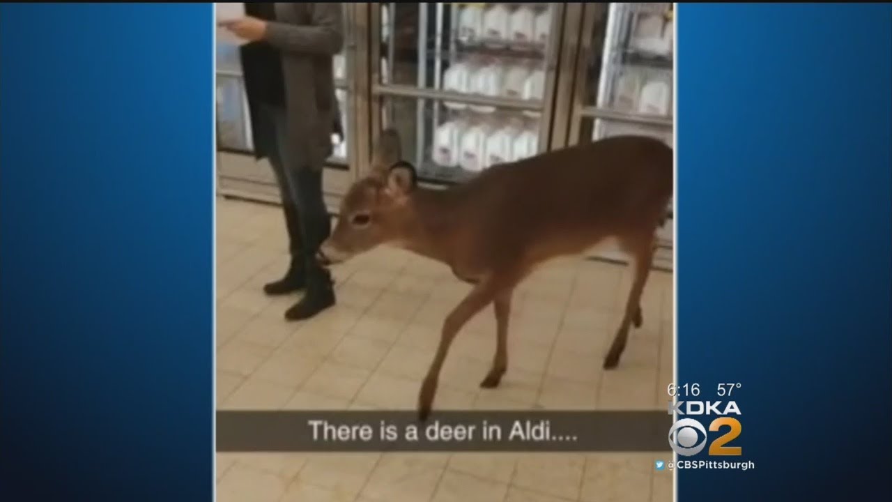 Oh Deer! Beaver County Supermarket Customers Encounter Deer In Store