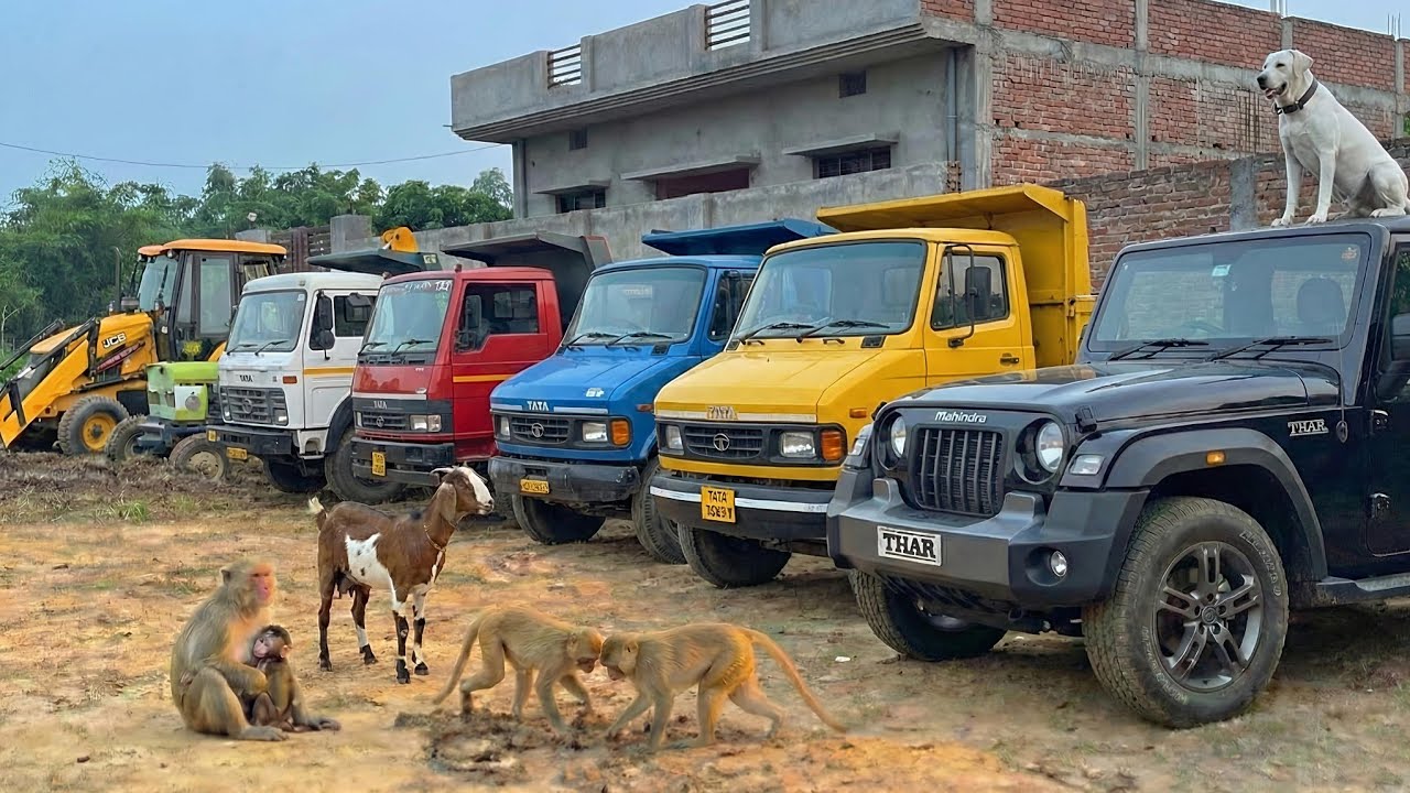 JCB 3dx Backhoe Machine Loading Mud in One TATA Track And Four Ashok Leyland Dump Track 