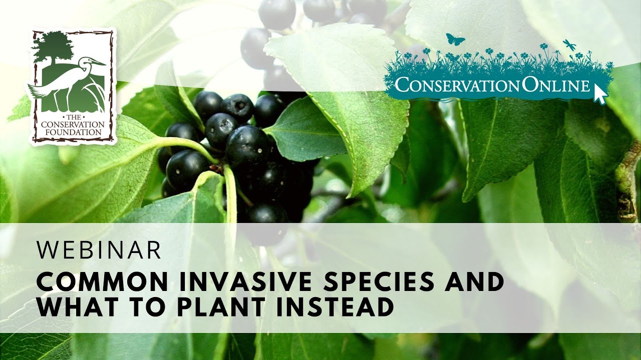 Common Invasive Species and What to Plant Instead | Webinar