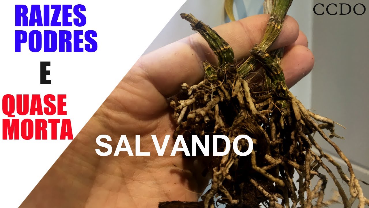 Salvando Orquídea com Raízes Podres e Quase Morta