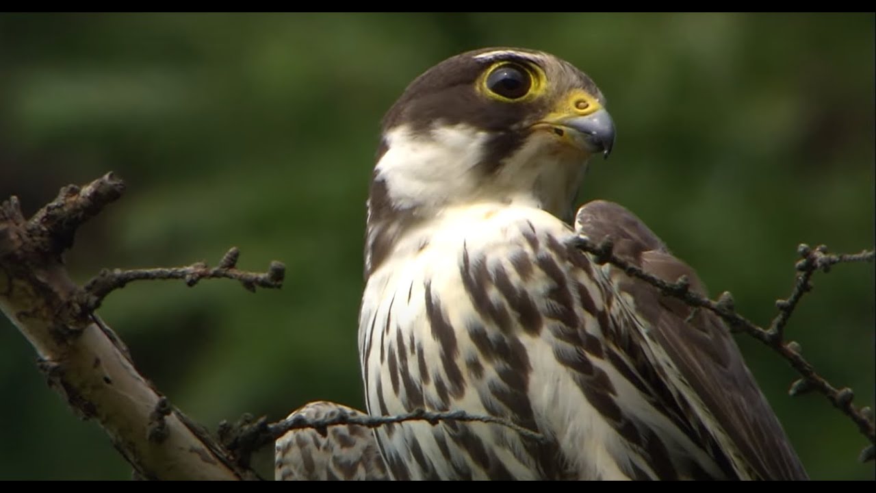 Eurasian hobby attack a bird in the air/ 공중에서 제비를 사냥하는 새홀리기