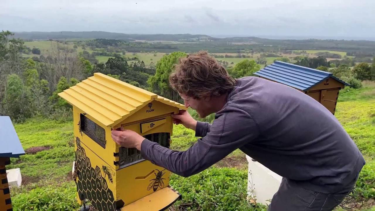 Setting up Flow Hive for honey harvest