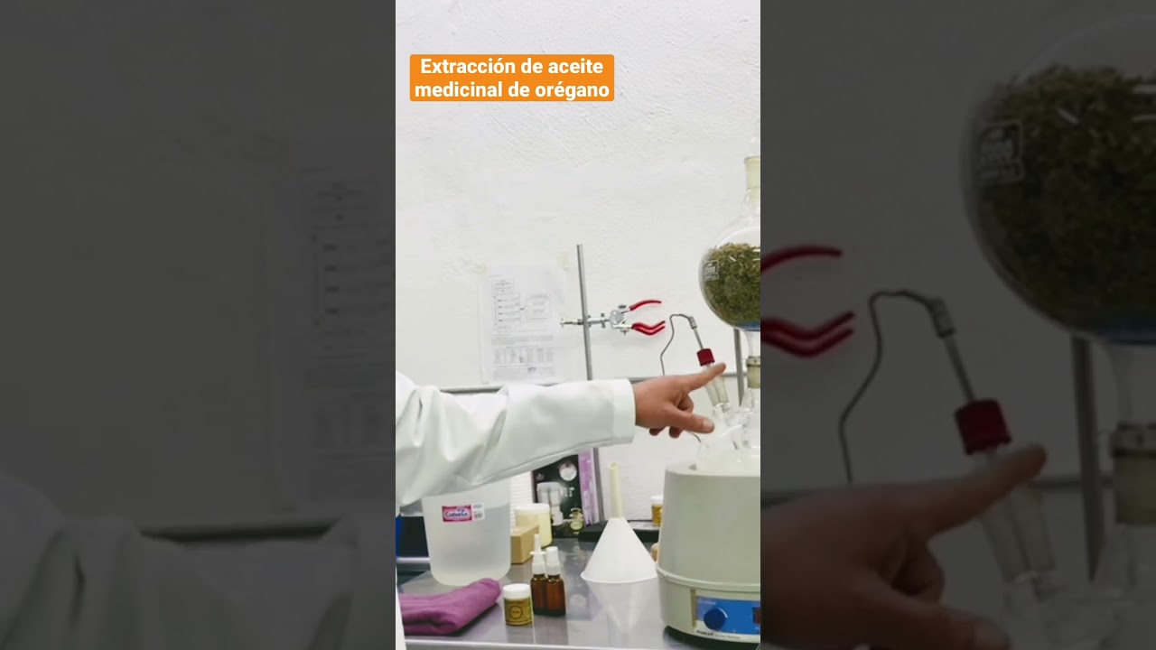 Extracci&oacute;n de aceite de or&eacute;gano medicinal, video completo en el canal 😉 #mexico #short #salud