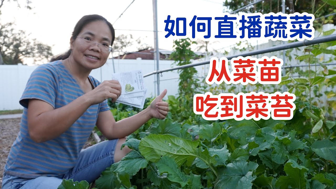 如何直接在地里播种蔬菜，从菜苗吃到菜苔，兔妈的方法简单实用
