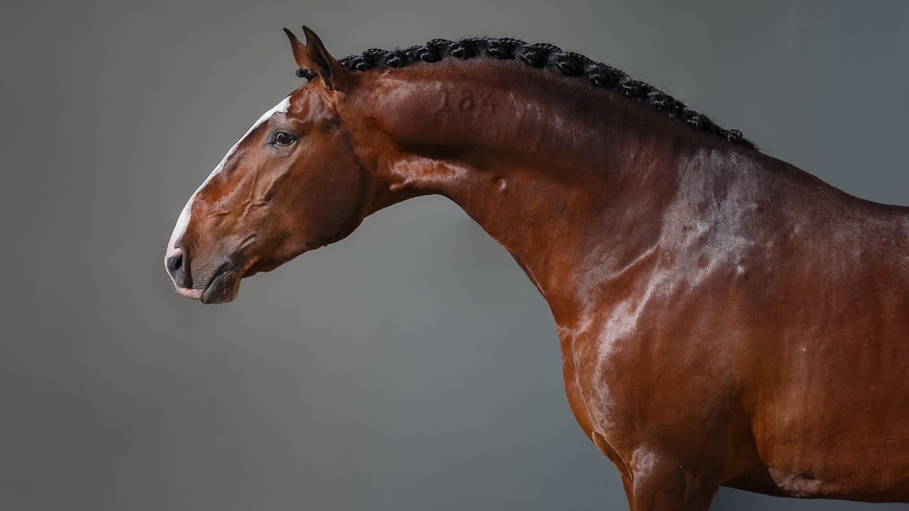 Horse for Sale |  Luxurious FEI Dressage Prospect - 4* Licensed Lusitano Stallion (REF#912)