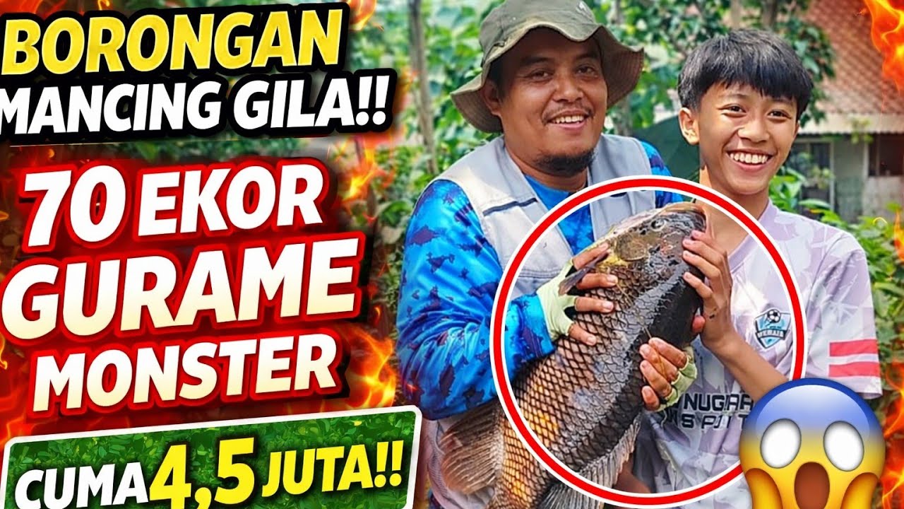 BORONG KOLAM!! 70 EKOR GURAME MONSTER CUMA 4,5 JUTA 😱🔥🔥🔥