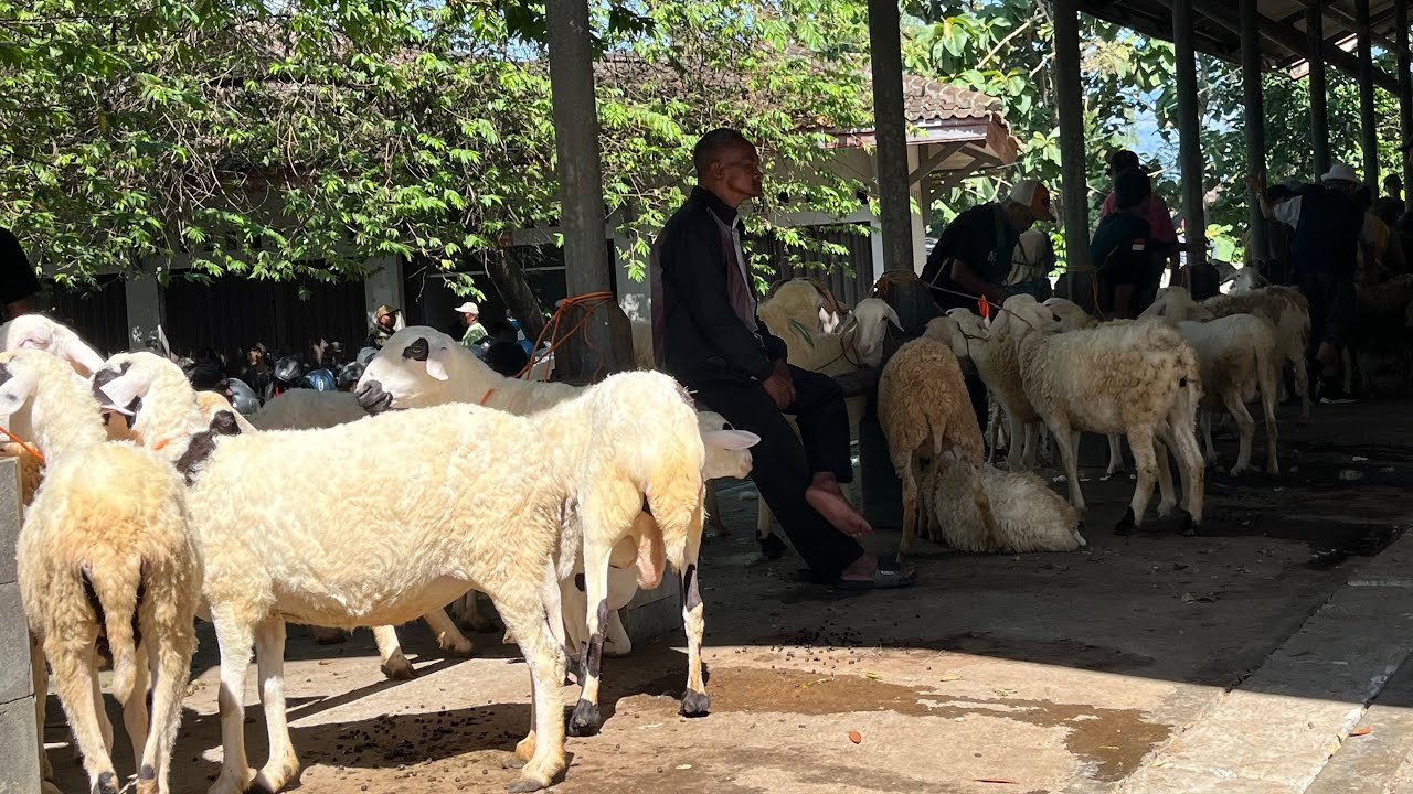 BANYAK DOMBA JUMBO DI PASAR TEMAGGUNG