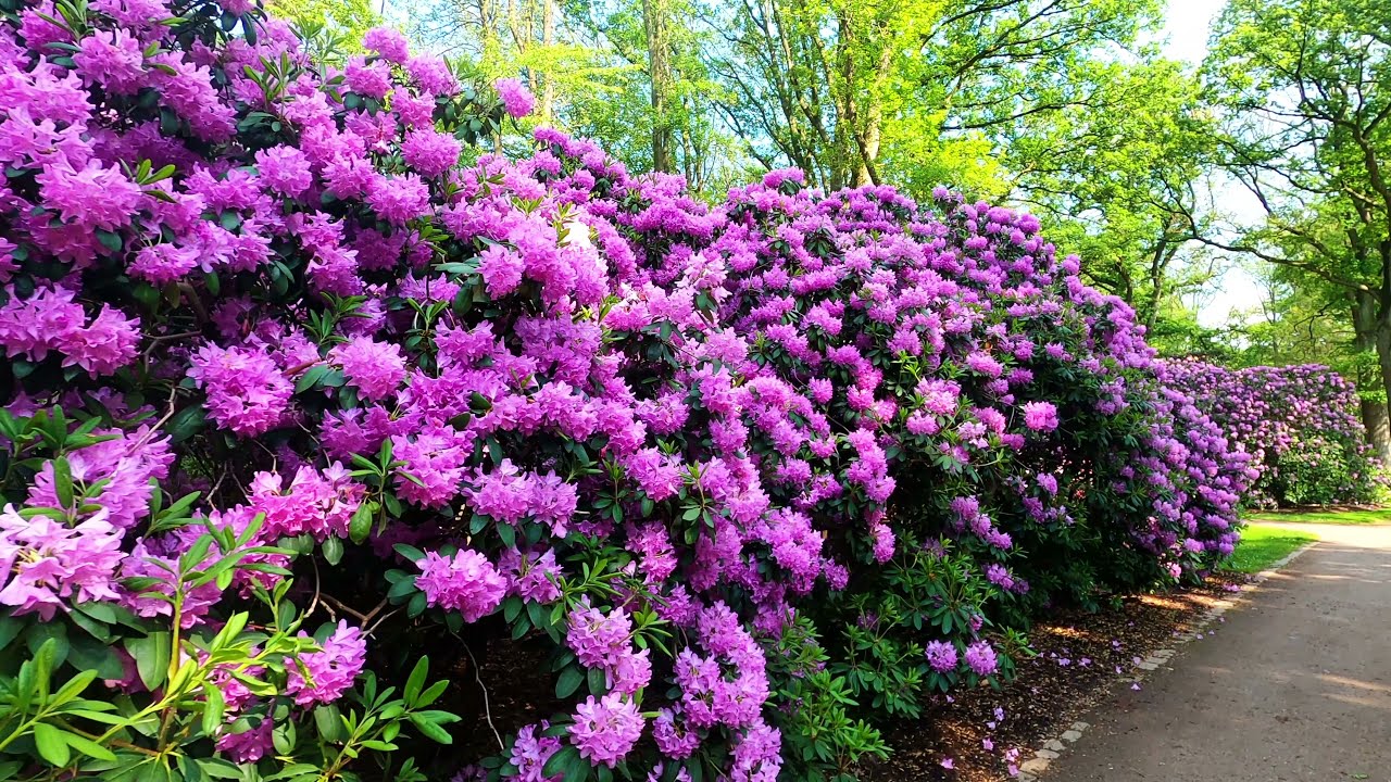 Rhododendron Park Bremen - zweitgrößte Sammlung an Rhododendron-Arten und -Sorten der Welt