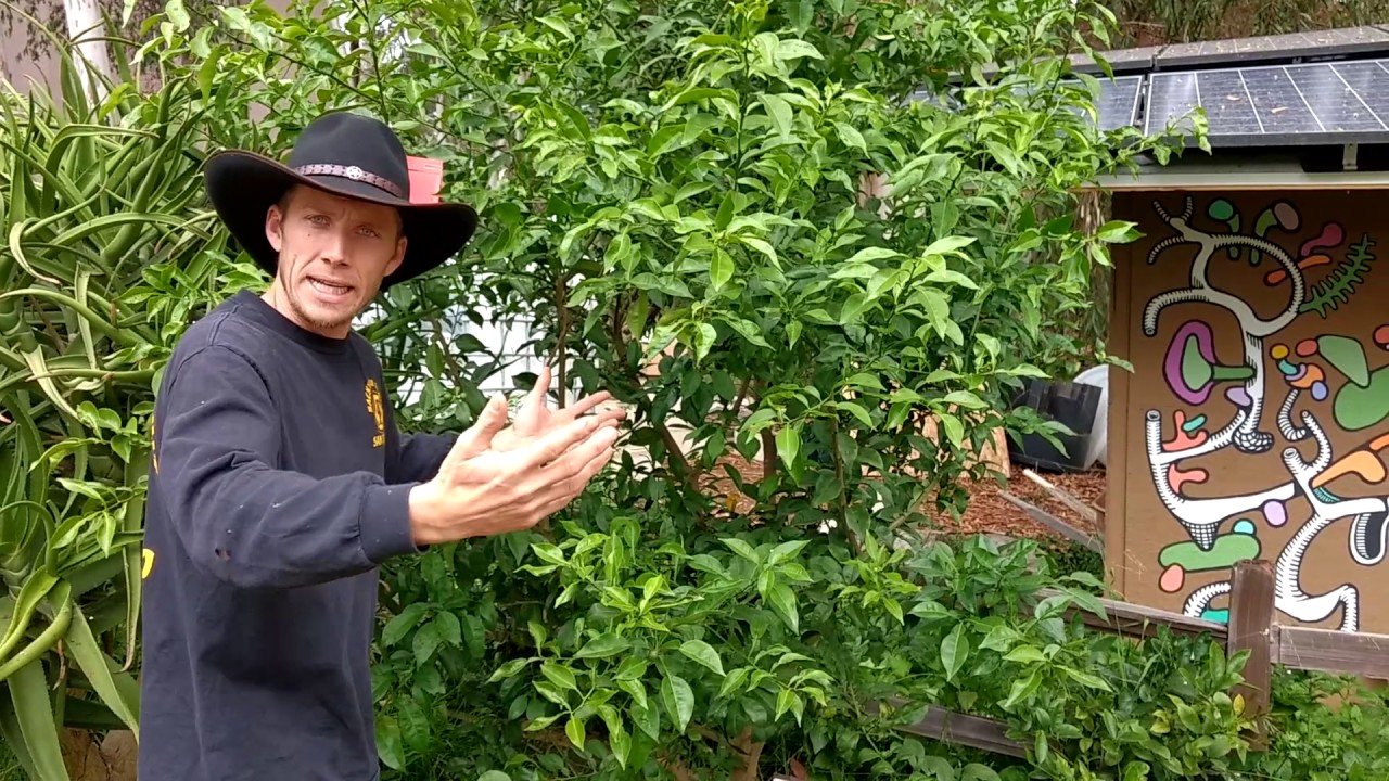 Citrus Leafminer DONT Prune During Summer!