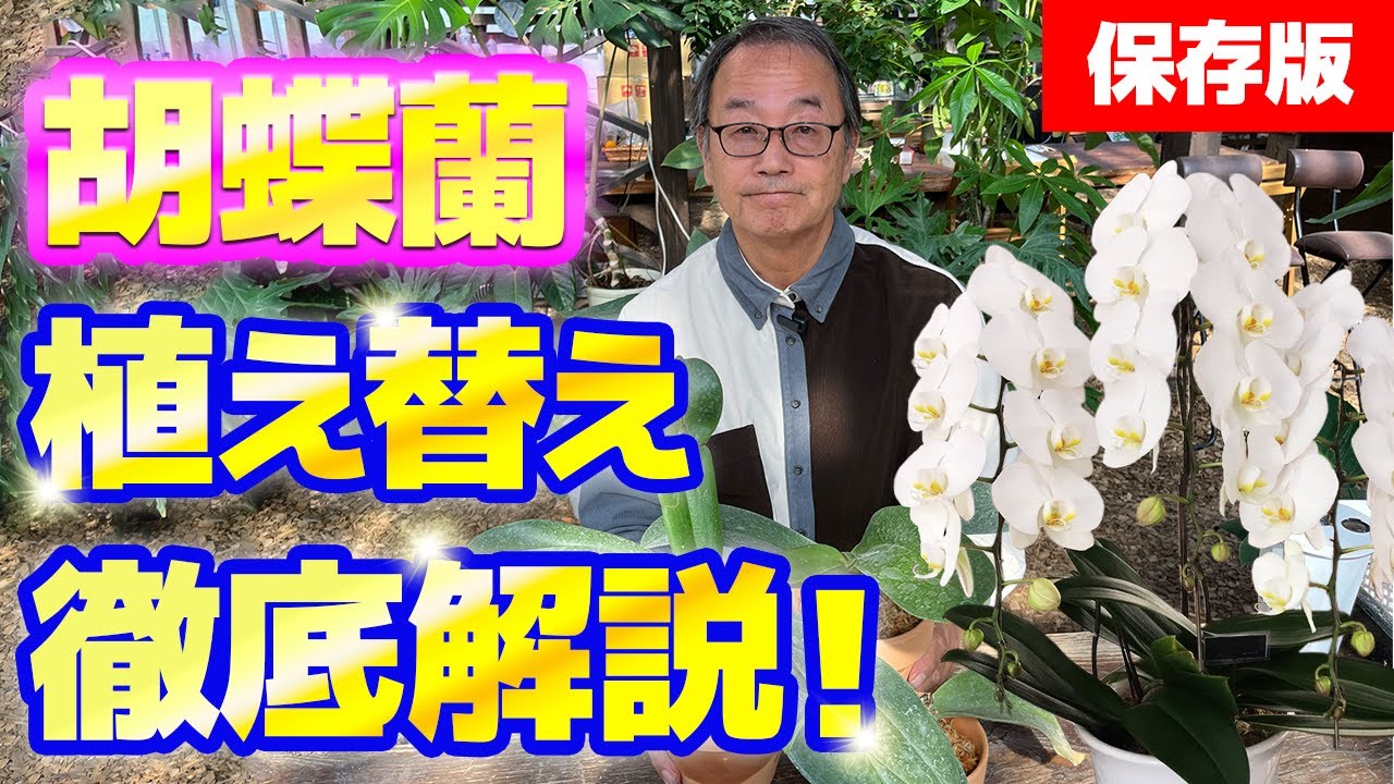 保存版】胡蝶蘭の植え替え方法を実演、解説していきます。[Keeper's Edition] Repotting Phalaenopsis Orchids@seedpot368  #sheathch