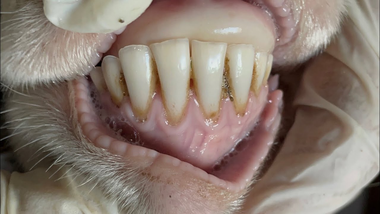 Juhok és kecskék életkor becslése fogképlet alapján
