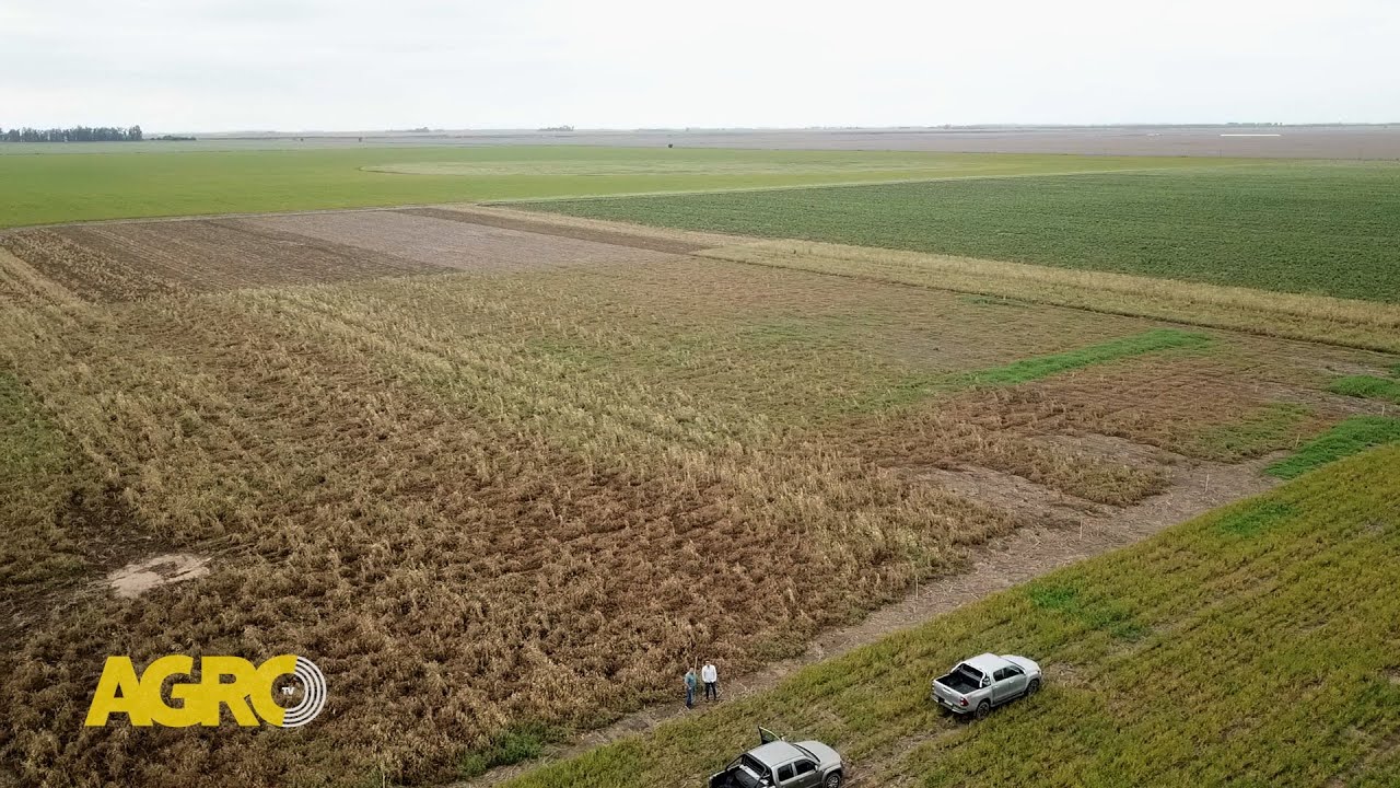 Paisajes Productivos: Una práctica rendidora que se impone en Córdoba (#1107 2024-10-26)