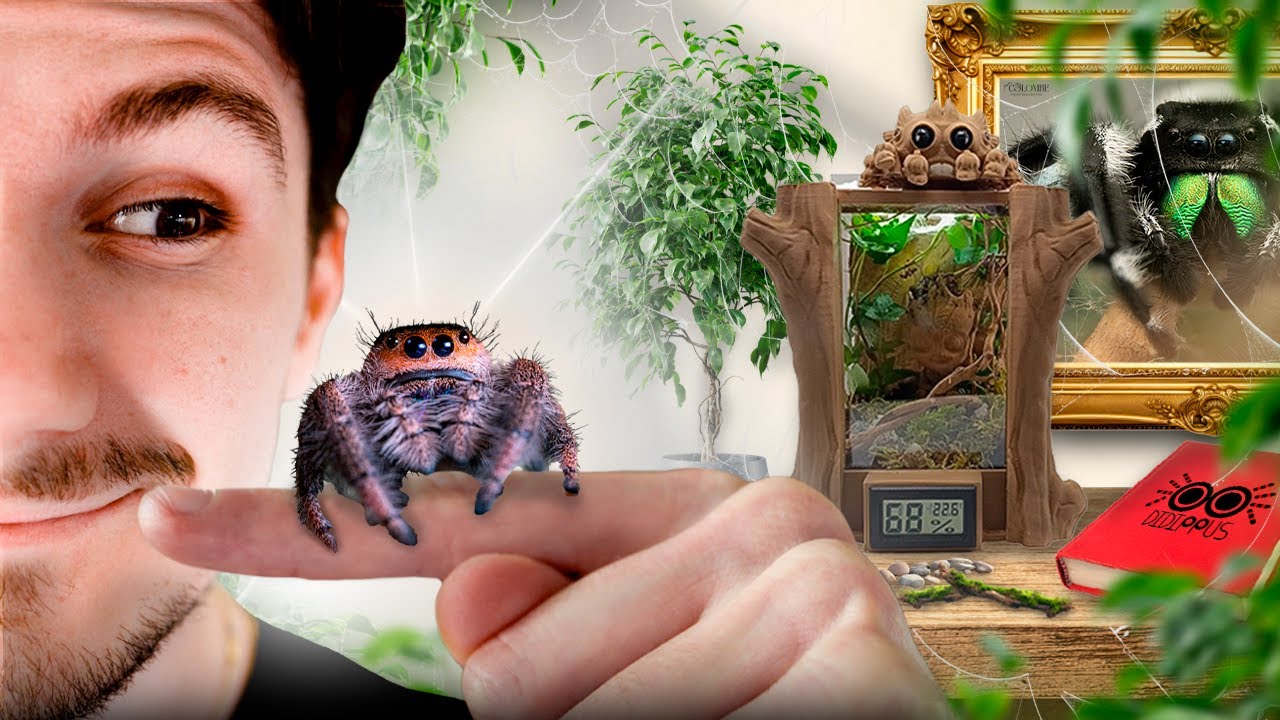 Le GUIDE ULTIME d'&eacute;levage de la Phidippus regius ! (ft. Didippus et Colombe_Photographie)