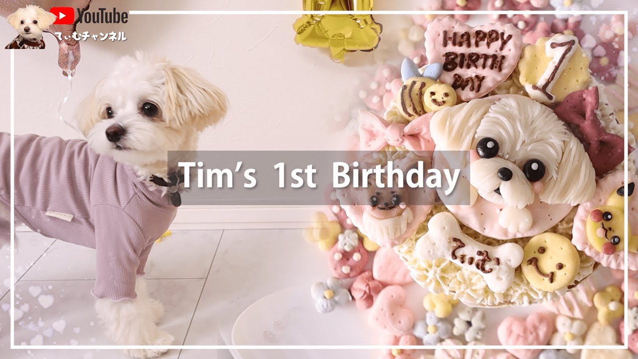 【☆祝1歳☆】初めての誕生日♪飾り付け、似顔絵ケーキ、犬服のプレゼント…皆様へ感謝の気持ち【＃055】White puppy birthday party