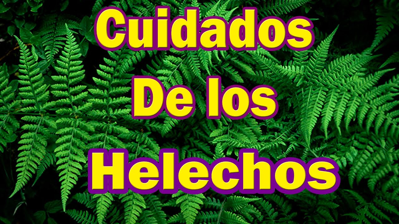 CUIDADOS DE LOS HELECHOS tips y más