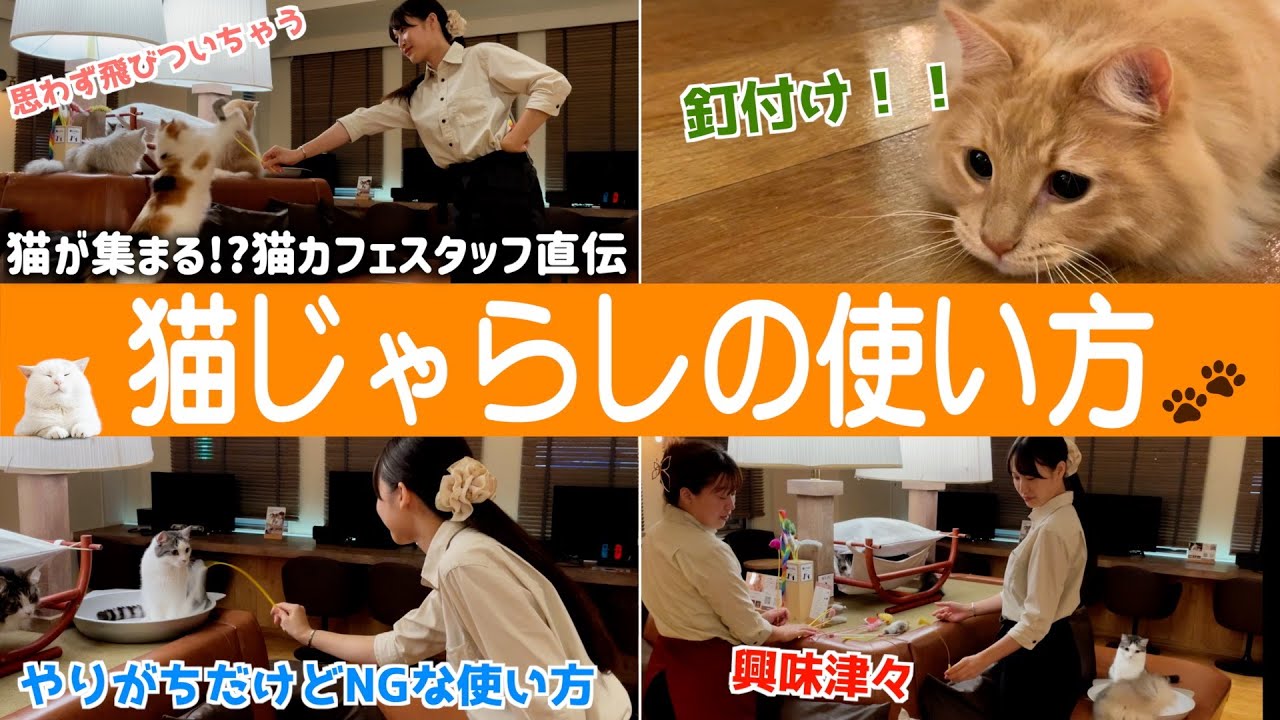 【完全版】猫を操れるようになる猫じゃらしの使い方教えます