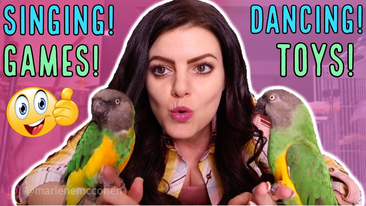 How To Play With Your Parrot!