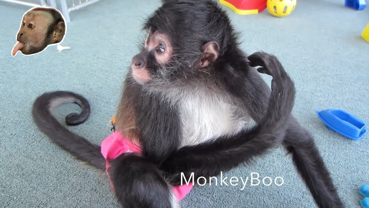 Capuchin Monkey & Spider Monkey Friends!