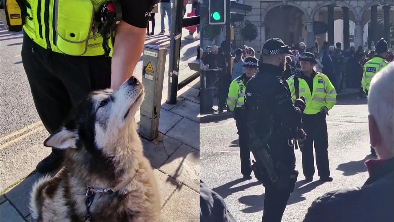 Husky Almost Gets Arrested For Howling