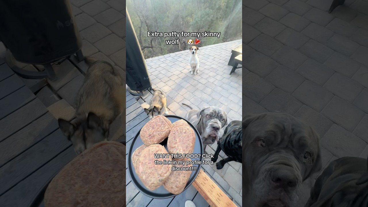 Дополнительная котлета для моего тощего волка 🐺🐶🥩&nbsp; #rawfood #rawdogfood #foodfordogs #rawfooddiet