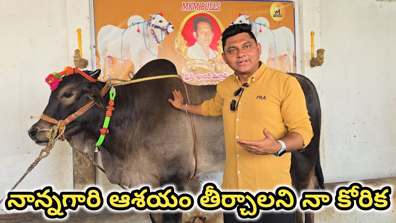 తండ్రి ఆశయ సాధన కోసం ఒంగోలు జాతి ఎద్దులతో వస్తున్న ఆస్ట్రేలియా సిటిజన్