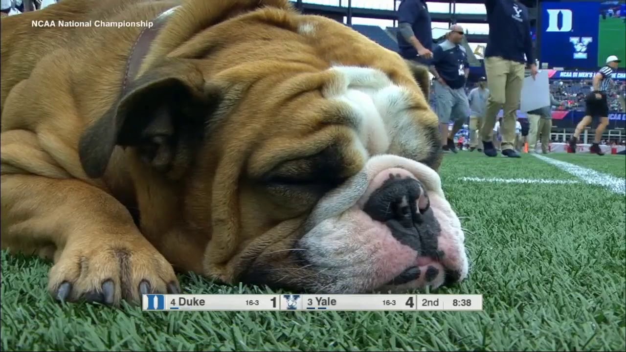 All 17 Saves from the 2018 NCAA D1 Mens Lacrosse Final - Duke Vs. Yale