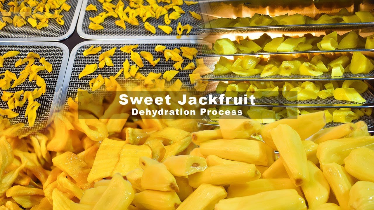 Sweet Jackfruit Dehydration Process | Tech Food