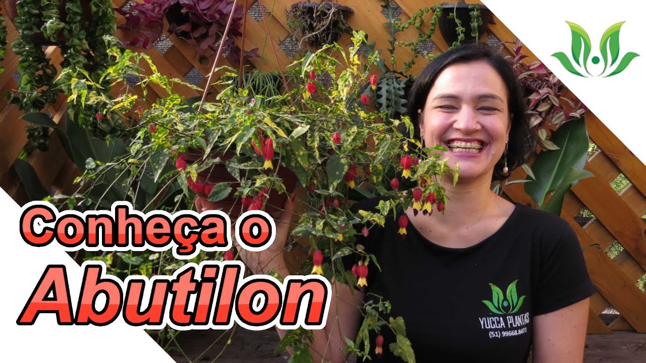 Abutilon - Conheça essa maravilhosa folhagem!
