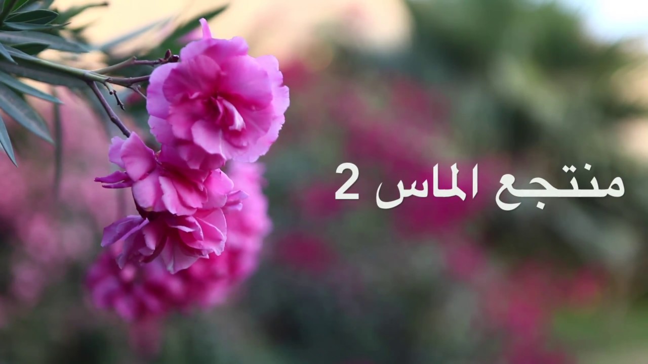 منتجع الماس 2