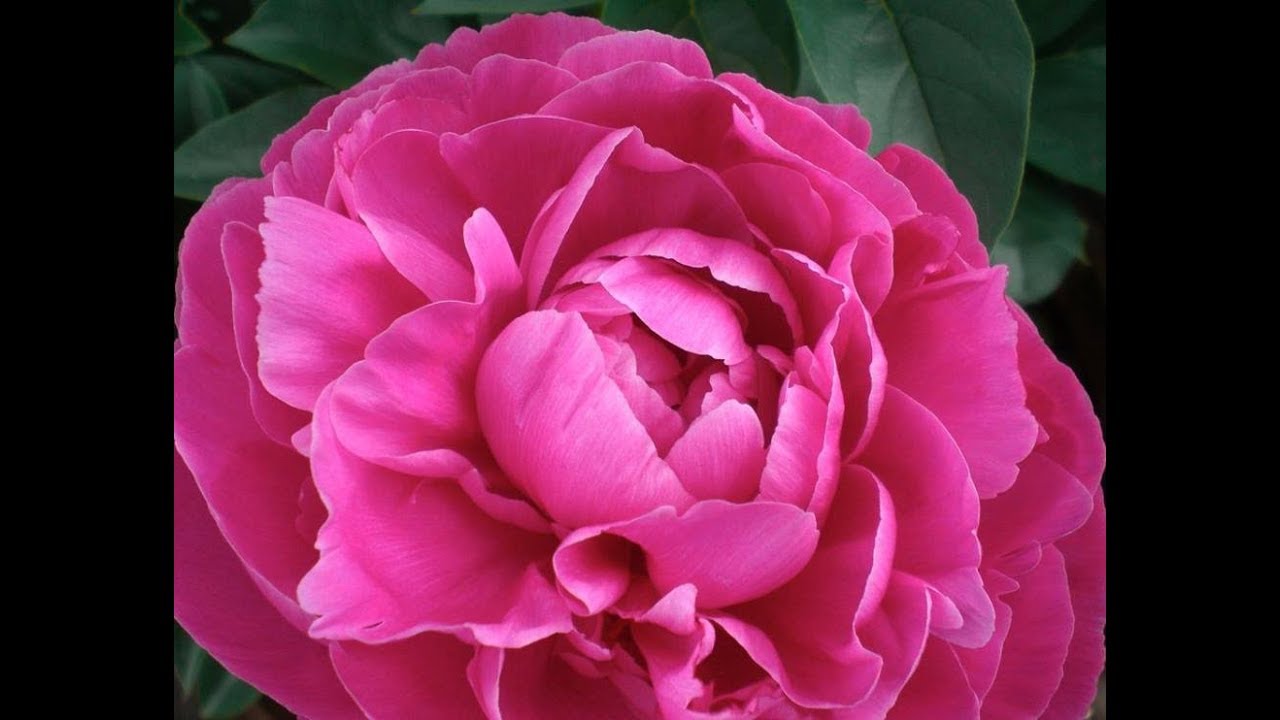 Sakura Electric Eraser, when & how to use it, plus other erasers.