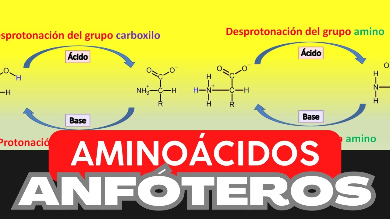 ANF&Oacute;TEROS | AMINO&Aacute;CIDOS | PROTE&Iacute;NAS | Ionizaci&oacute;n del grupo AMINO y CARBOXILO