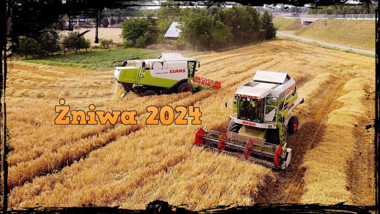 ŻNIWA 2024 na dwa kombajny II CLAAS LEXION  520 * MEGA DOMINATOR 203 II MAŁOPOLSKA