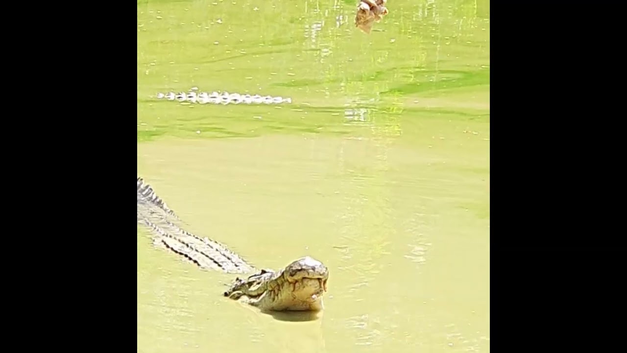 Jong's Crocodile Farm