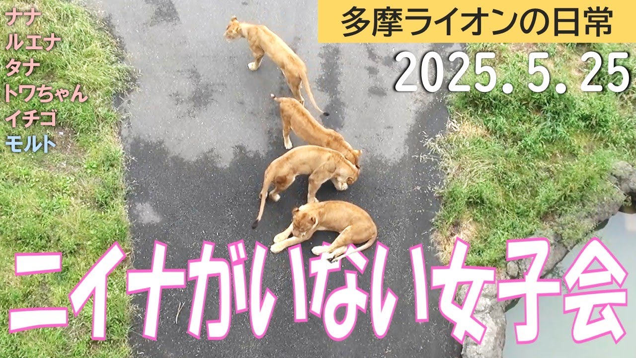 ニイナがいない女子会 2025.5.25【多摩ライオン】