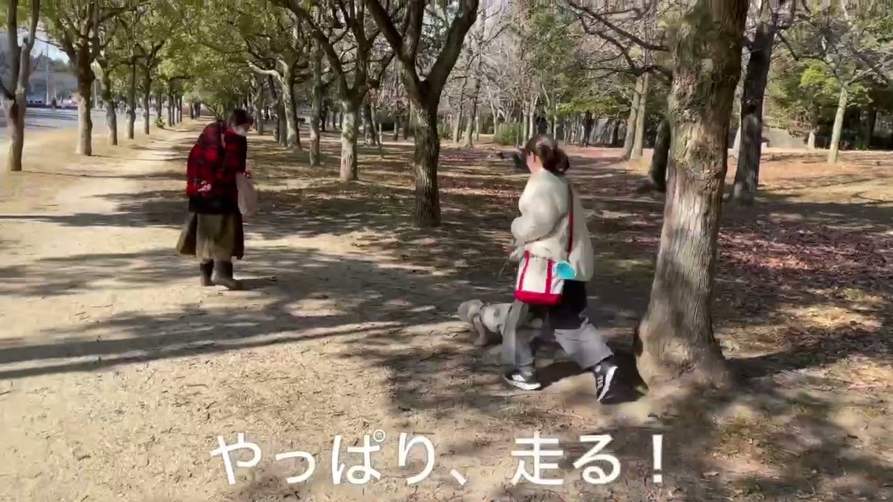 HAYATO no OSANPO  鶴見緑地花博記念公園に行ったよ #ハバチー #ハバニーズ #お散歩 #鶴見緑地 #花博記念公園 #わんこ #わんこがいる暮らし 