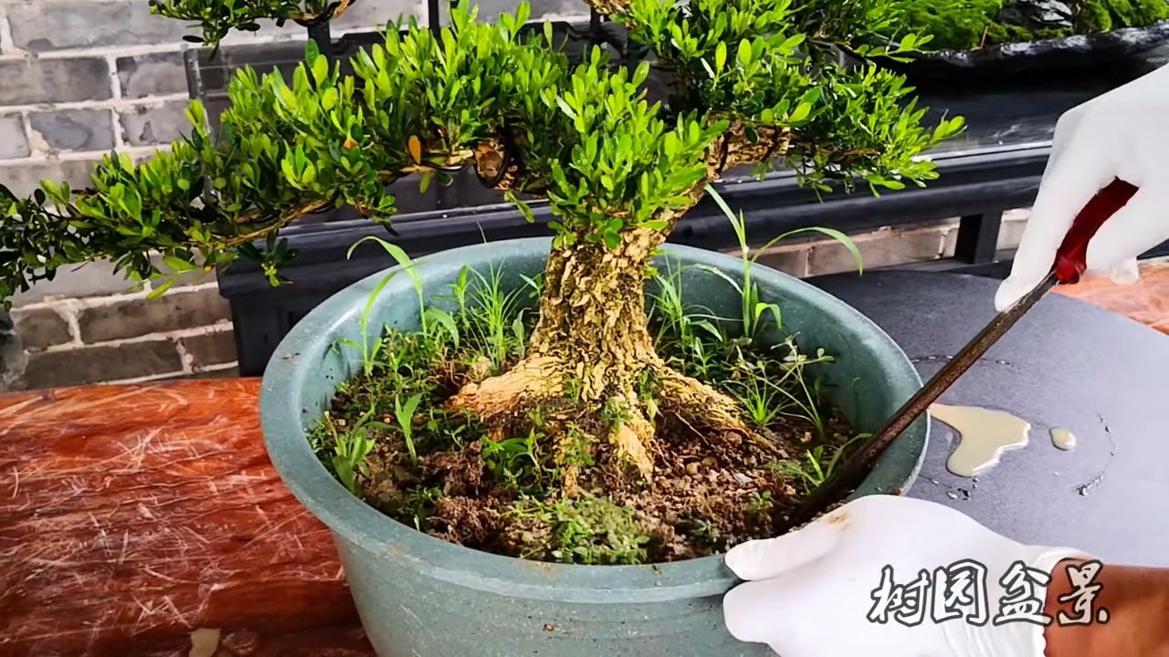 156 盆景翻盆换土技巧翻盆后的盆景都说美