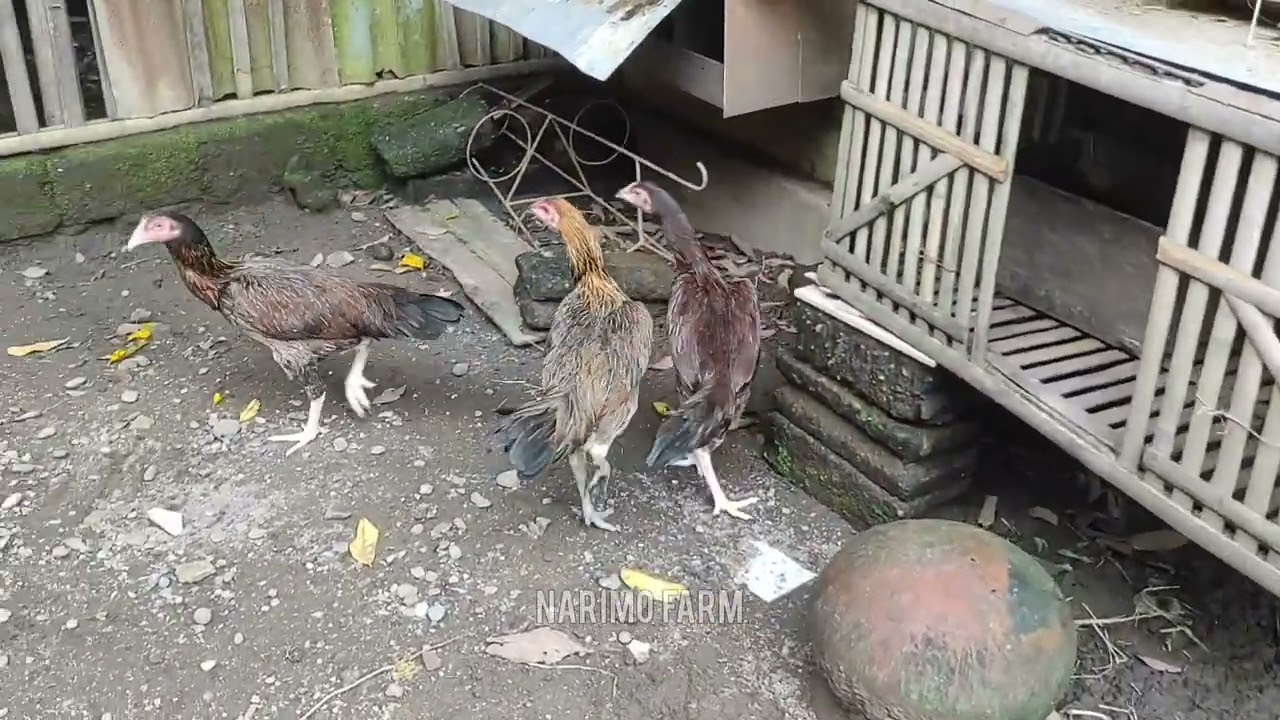 Peternakan Ayam Sederhana Skala Rumahan