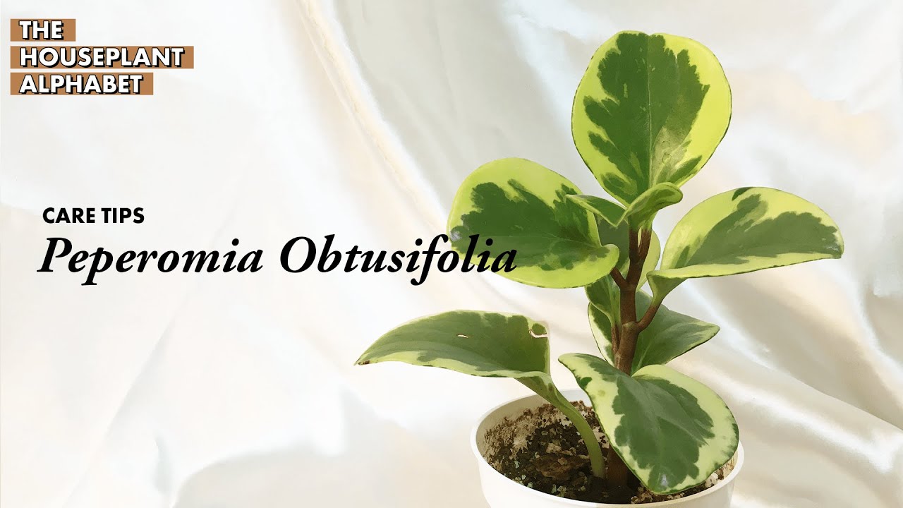 Peperomia Obtusifolia (Baby Rubber Plant) Care Tips | The Houseplant Alphabet