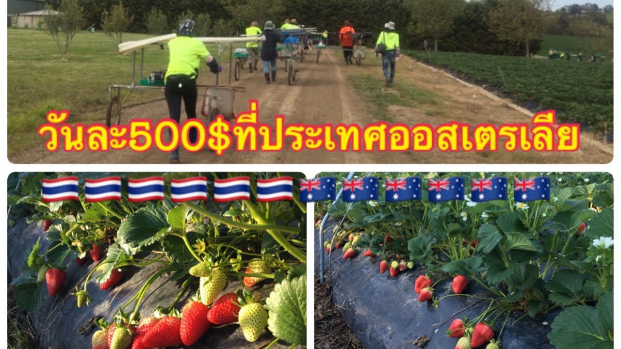 ทำงานวันละ12,000บาท ที่ประเทศออสเตรเลีย🇹🇭🇦🇺