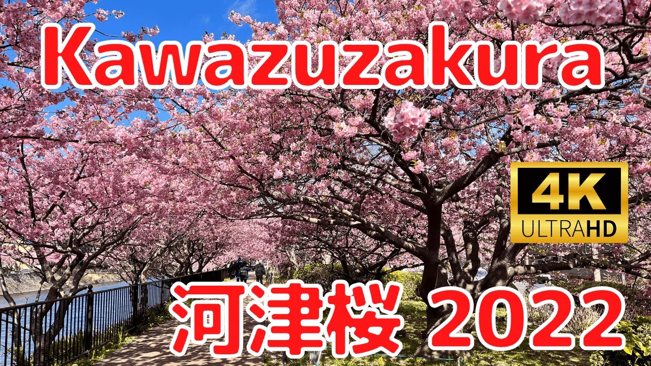 【4K】Kawazu zakura Ohanami Walk 🌸  | 河津桜 2022 満開！~ 河津さくらまつり