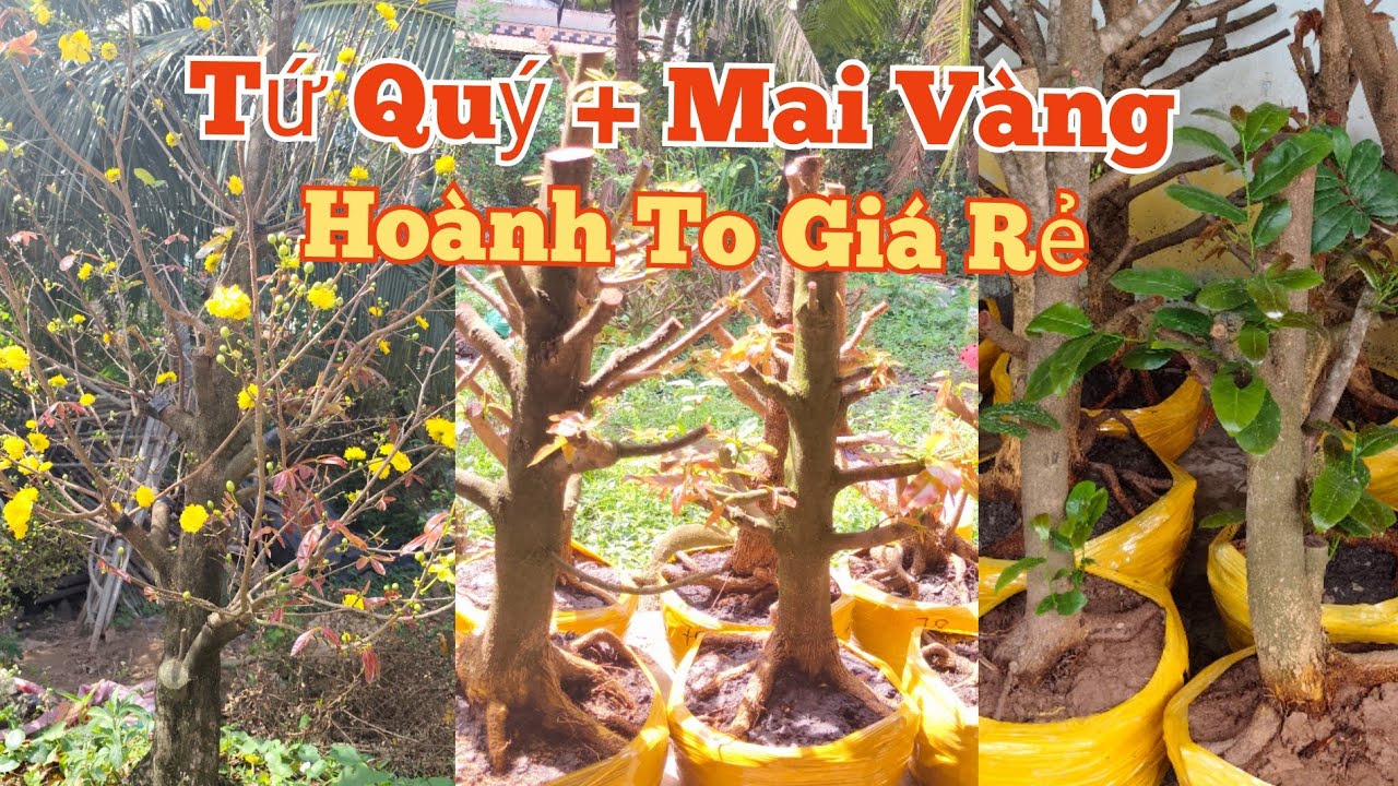 (Mùng 3Tết)☎️Phương: 0845.2717.66 GL:Tứ Quý+ Mai Vàng.